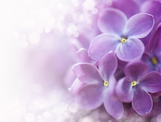 Lilac bokeh