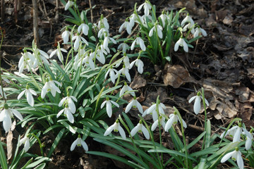 snowdrops-2
