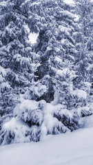 Schneebedeckte Tannen...