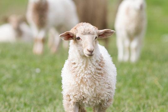 6 001 Best Brebis Images Stock Photos Vectors Adobe Stock