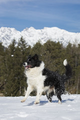 Border Collie Im Schnee