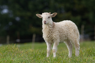 Fototapeta premium agneau