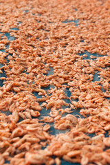 Shrimps on the sun