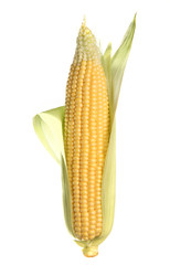 corn