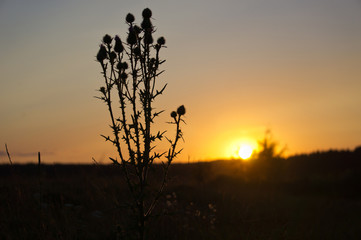 Naklejka premium Thistle in sunset light