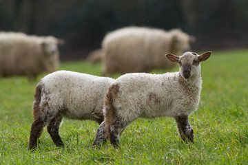les agneaux
