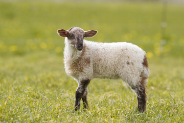 Obraz premium agneau