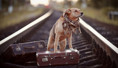 Dog on rails with suitcases.
