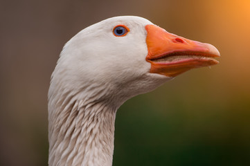 particular og withe goose
