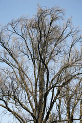 Very high old tree without leaves against blue sky