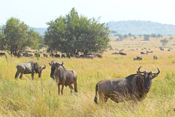 Herd of blue wildebeests grazing in Serengeti