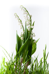 Maiglöckchen isolier am Rasen