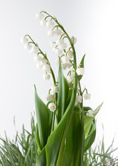 Maiglöckchen Isoliert