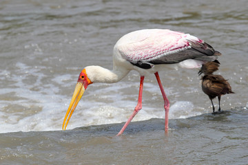 Yellow-billed Stork fishing near a Hamerkop bird