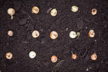 Fototapeta premium Onion seeding