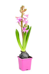 Naklejka na ściany i meble pink hyacinth plant