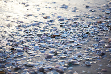 texture set of mollusk shells, mussels on the shore with sunligh