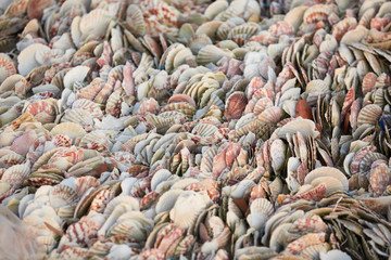 texture set of mollusk shells, mussels