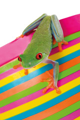 Rotaugenlaubfrosch sitzt auf buntem Hintergrund