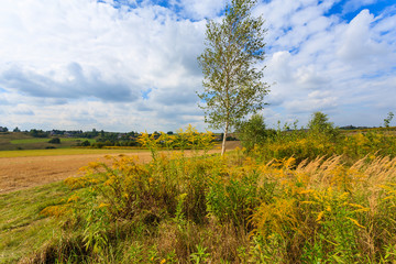 Birch tree on farming field in summer landscape of Poland