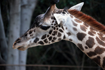 Obraz premium A portrait of giraffe which is chewing, LA Zoo, California