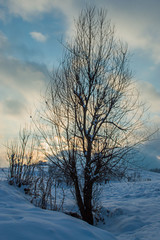 Fototapeta na wymiar Lone tree in snowy land