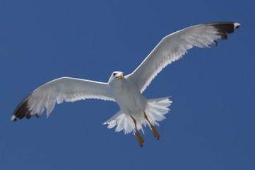 sea gull