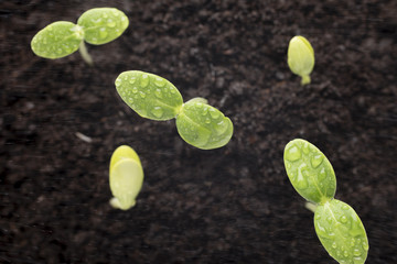 From seeds grown young seedlings.