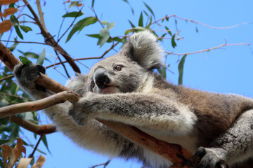 Koala bear climbing on eucalyptus tree