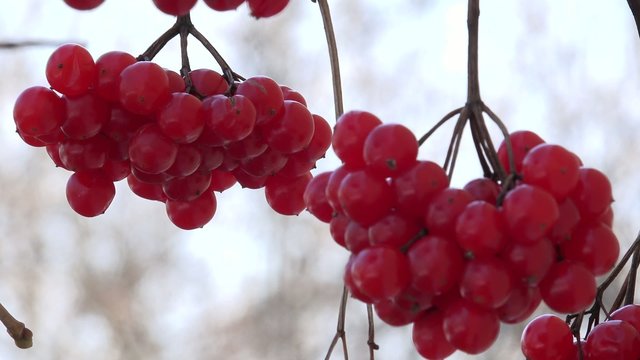 Viburnum Berries Closeup. Windy Motion. 4k Ultra HD