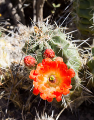 Red flower and buds Cactus Echinocereus coccineus