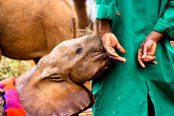 Elephant calf sucking animal keepers hand, Nairobi, Kenya - obrazy, fototapety, plakaty