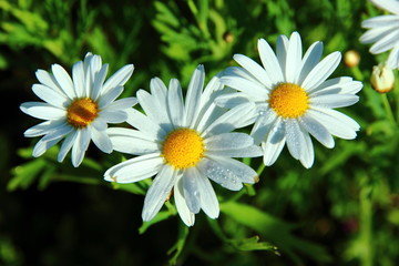 Daisy, beautiful flowers