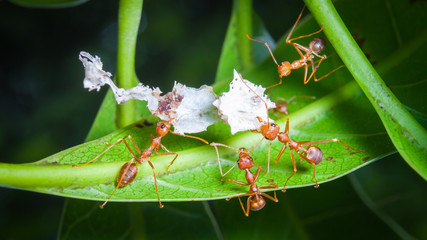 Ants lifting capacity of large pieces