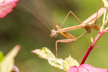 Praying mantis (Mantis religiosa) on a leaf