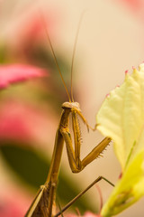 Praying mantis (Mantis religiosa) on a leaf