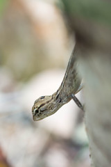Lizard in nature