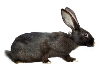 Obraz premium black rabbit on a white background