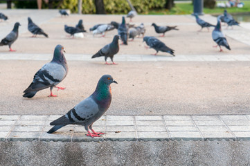 Rock pigeon - Columba livia.
