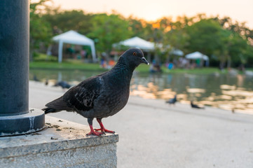 Rock pigeon - Columba livia.
