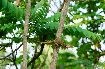 Thai native lizard or chameleon 
