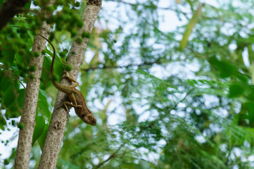 Thai native lizard or chameleon 
