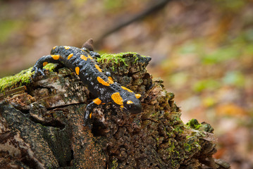  Fire salamander (Salamandra salamandra)