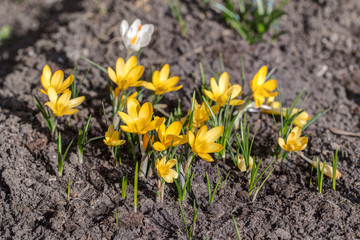 yellow crocuses in early spring