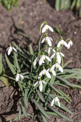 white snowdrops