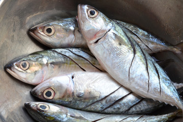 tuna