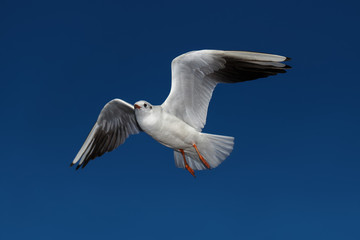 flying seagulls in sunlight