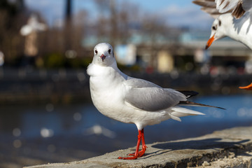 Gulls on parapet of urban river