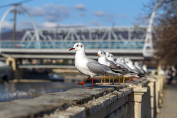 Gulls on parapet of urban river