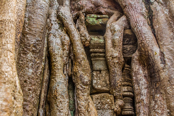 Fototapeta premium Ficus Strangulosa Banyan tree growing over a doorway in the anci